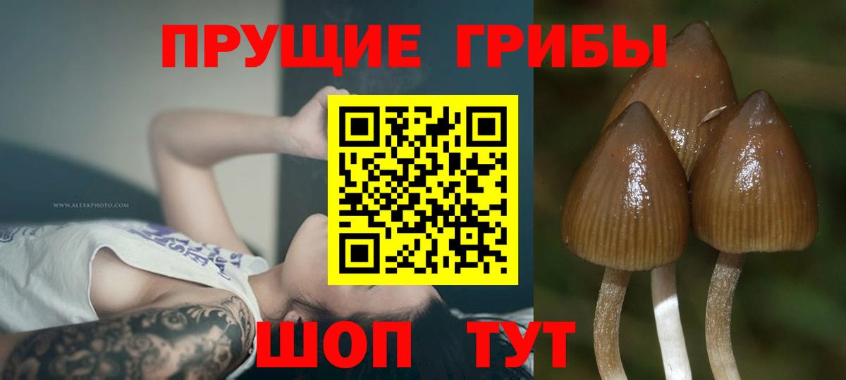 Псилоцибиновые грибы прущие грибы  Галлюциногенные грибы Psilocybine cubensis  Ревда  Вход с VPN 